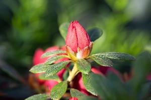 Blütenmeer in der historischen Gewächshauszeile